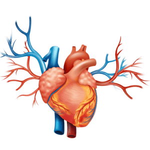 cardiovascular diseases heart health heart disease needles fluid nuclear cardiology heart attack heart health