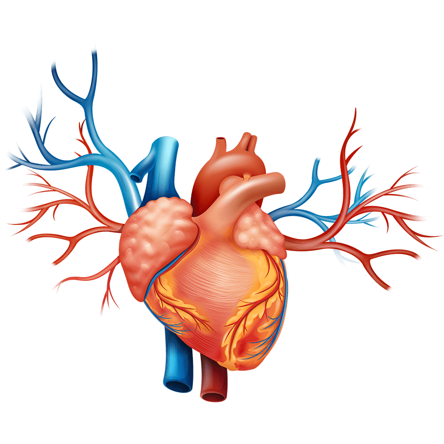 Mitral Valve Mitral Valve Repair Mitral Valve Replacement Minimally Invasive Surgical Techniques Blood Flow Bypass Machine Mechanical Valve Leaflets Heart Disease Open Heart Surgery