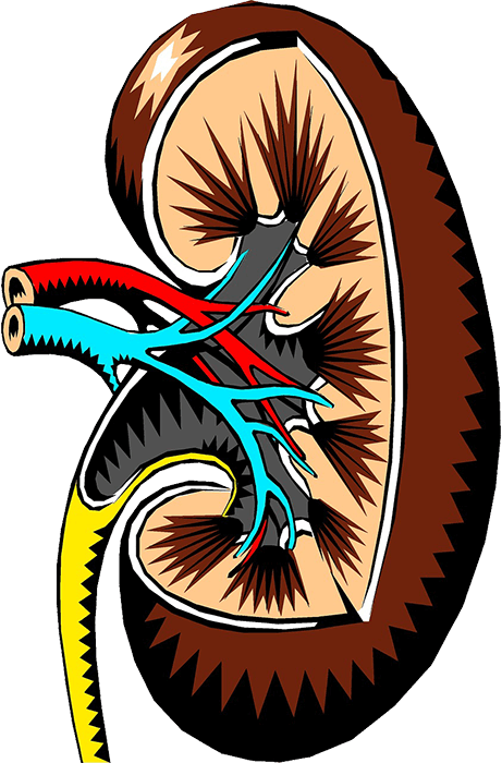 Acute Kidney Clinic Acute Kidney Injury Human Body Bean Shaped Organs Located Internal Medicine Blood Flow Kidney Failure Kidney Transplants Dialysis Unit Nephrology Services