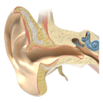 Recurrent Ear Infections Pediatric Cardiology Hearing Loss Pediatric Department Ear Nose And Throat Dubai Pediatric Pulmonology Abu Dhabi Ear Nose Sleep Apnea Al Jalila Children'S Dubai United Arab Emirates
